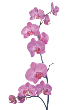 Thaimassage Orchidee 2